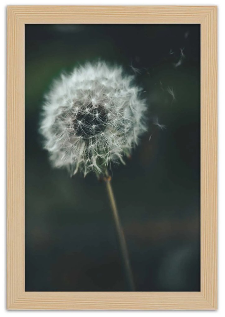 Gario Plagát Púpava vo vetre Farba rámu: Bez rámu, Rozmery: 70 x 100 cm