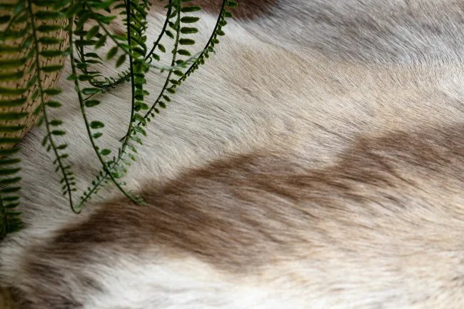 Koberec RENIFER POK018 hnedý / sivý