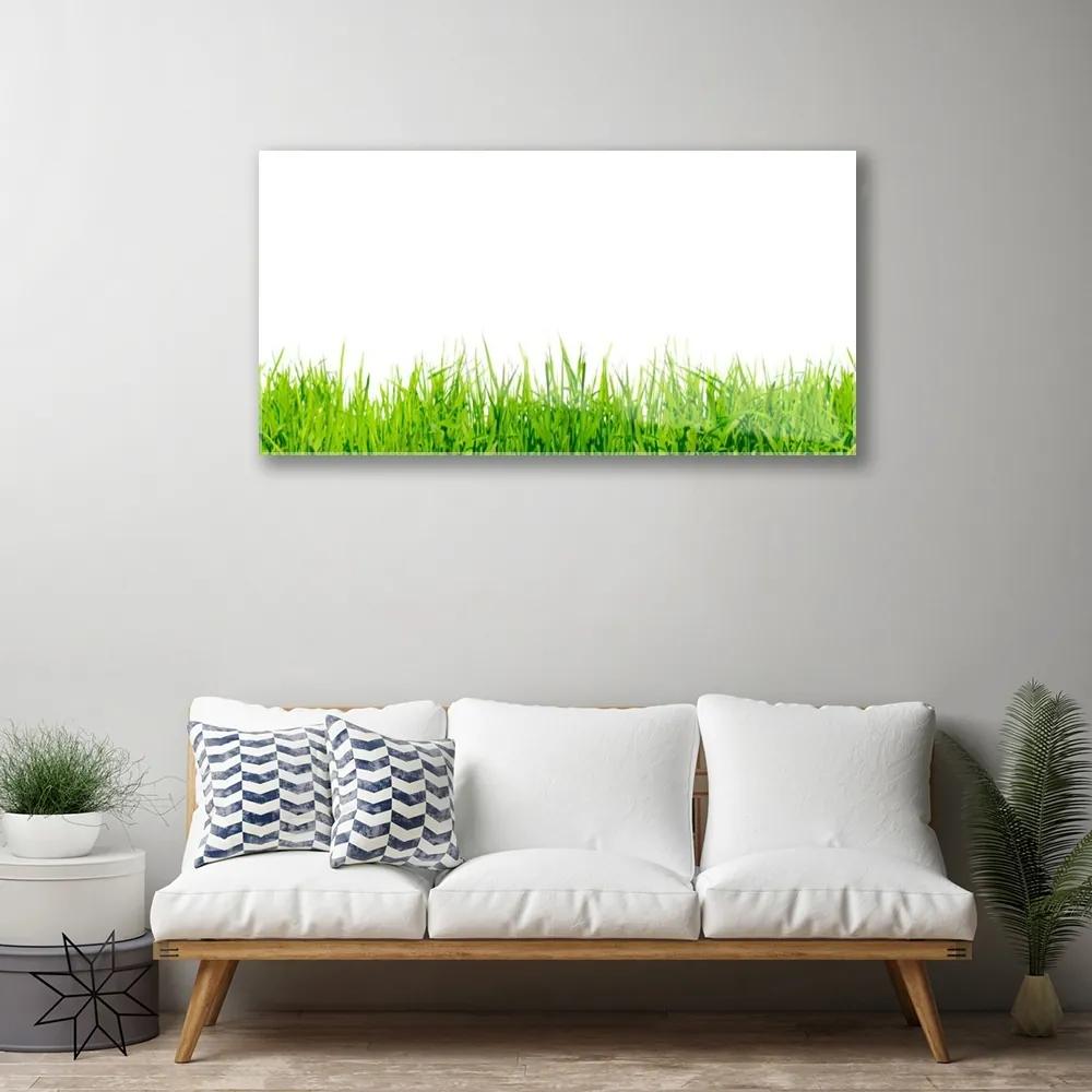 Obraz na akrylátovom skle Tráva príroda rastlina 100x50 cm