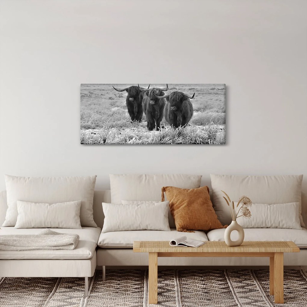 Obraz - Škótske kravy (120x50 cm)