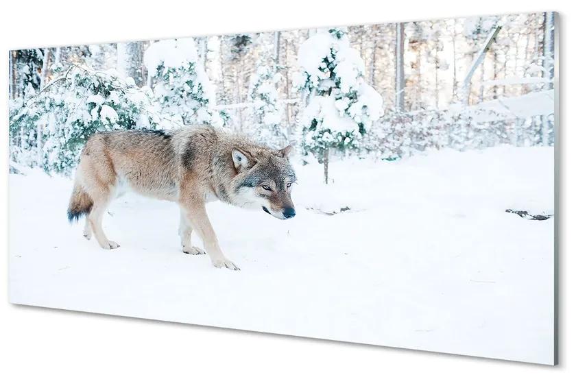 Sklenený obraz Vlk v zime lese 125x50 cm