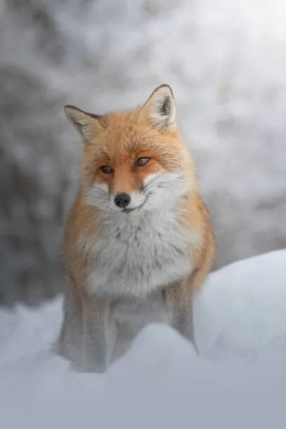 Umelecká fotografie Portrait of red fox standing on snow covered land, marco vancini / 500px, (26.7 x 40 cm)