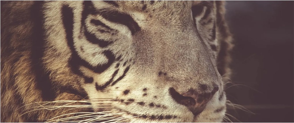 Obraz tigra (120x50 cm)