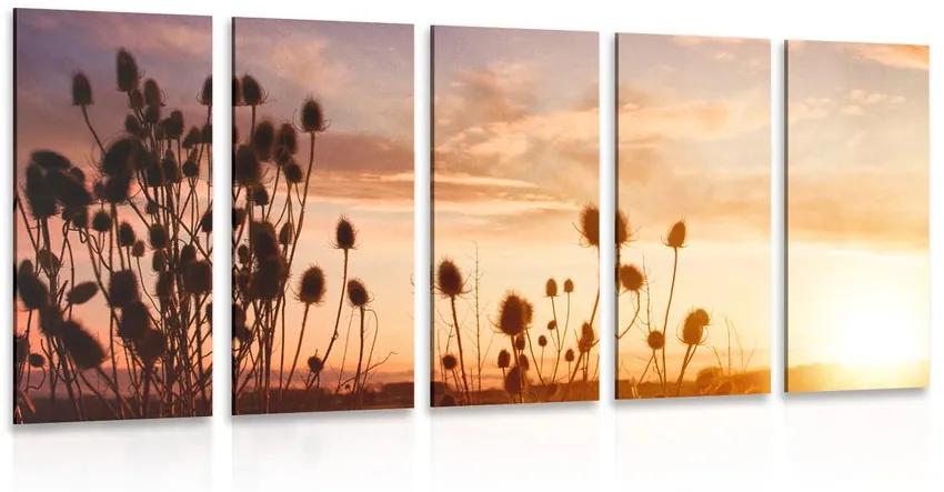 5-dielny obraz steblá trávy pri východe slnka Varianta: 100x50