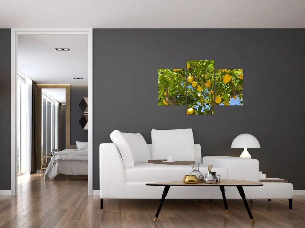 Obraz - Citrónovník (90x60 cm)