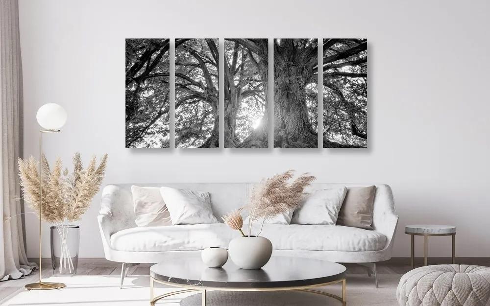 5-dielny obraz čiernobiele majestátne stromy - 100x50