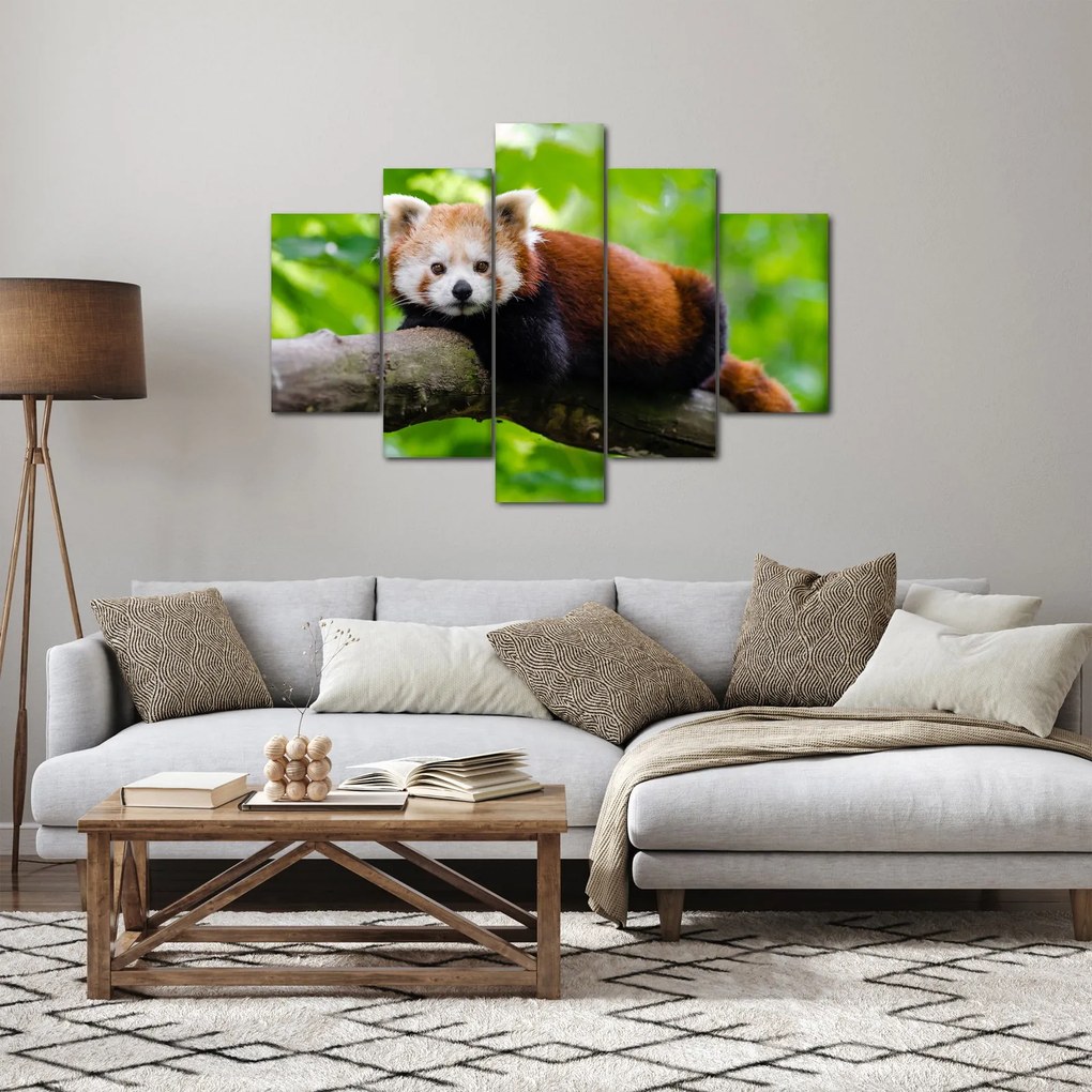 Obraz pandy červenej (150x105 cm)