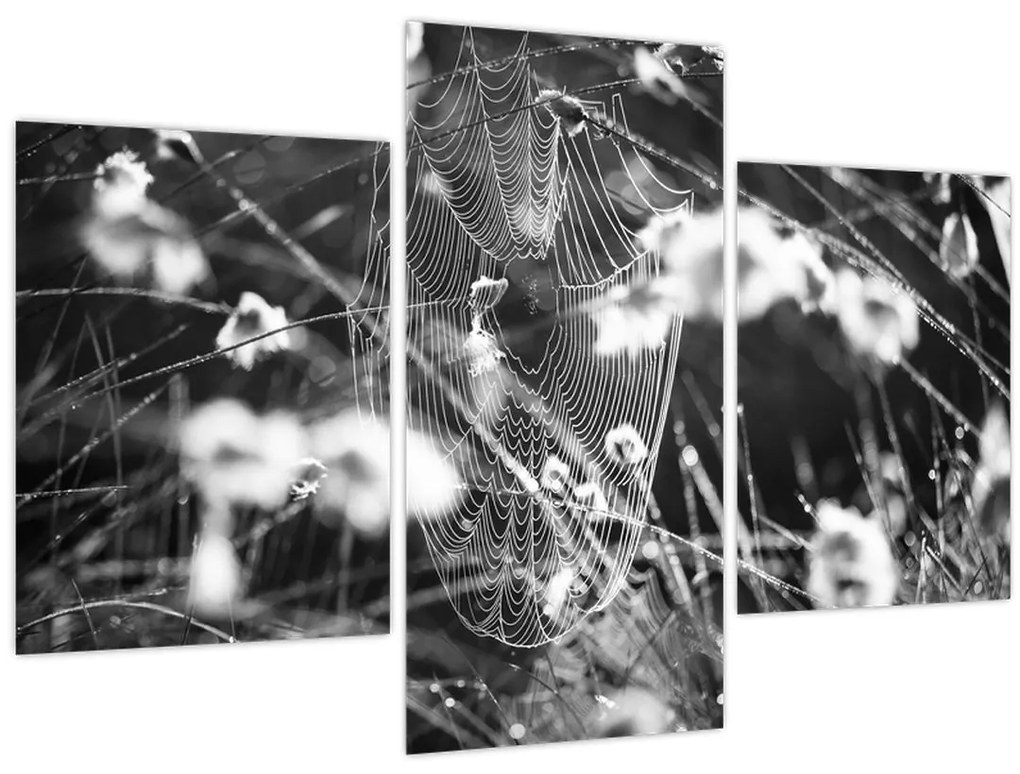 Obraz - Pavučina na lúke (90x60 cm)