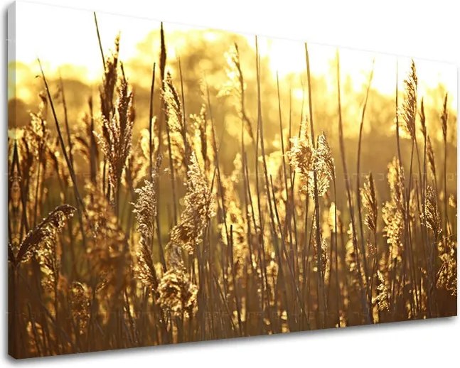 Obraz na stenu RASTLINY