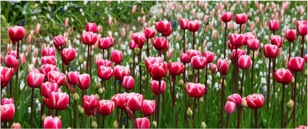 Obraz tulipánov (120x50 cm)