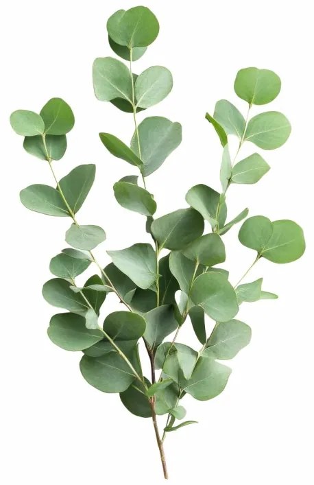 Aromatický vankúš Eucalyptus 50x70 cm EMI