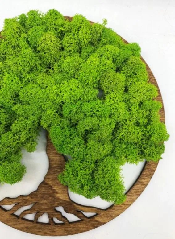 Strom na stenu z machu Daphne 20 cm