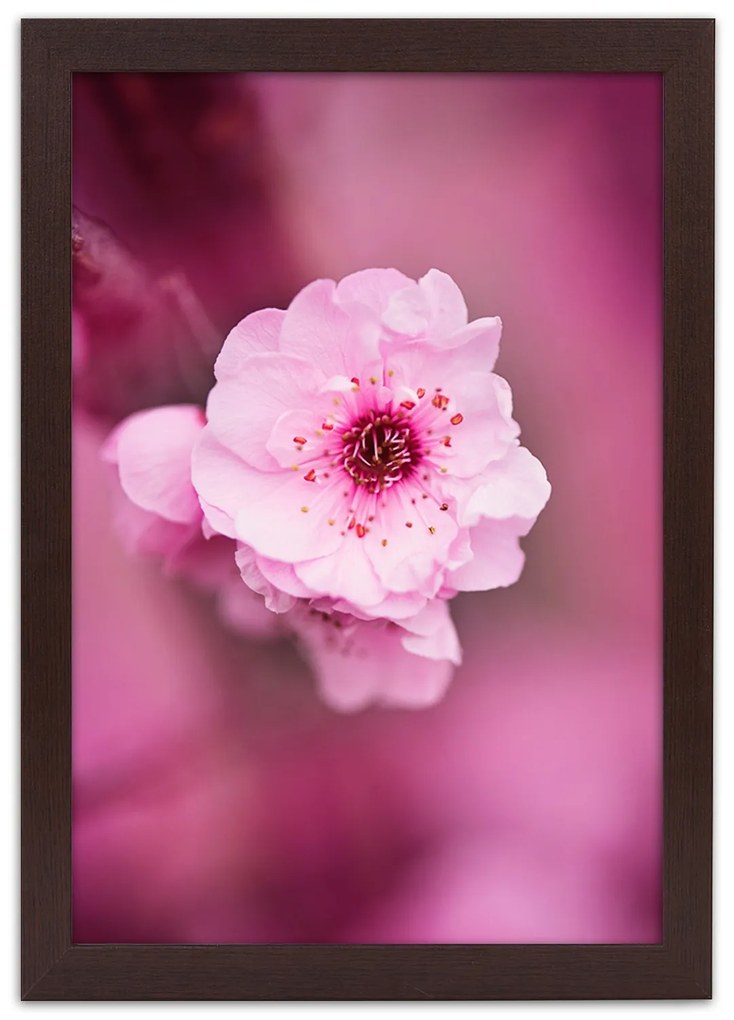 Gario Plagát Čerešňový kvet v záhrade Farba rámu: Bez rámu, Rozmery: 40 x 60 cm