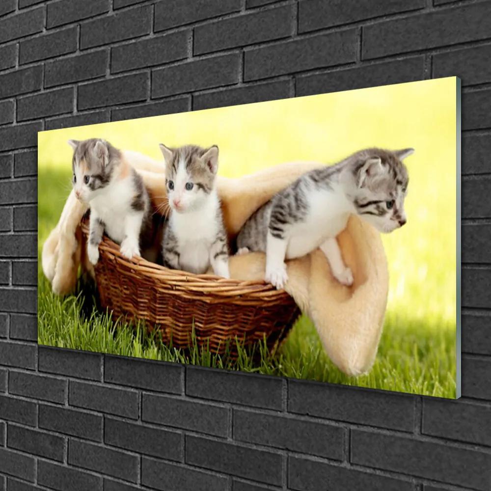 Skleneny obraz Mačky zvieratá 120x60 cm