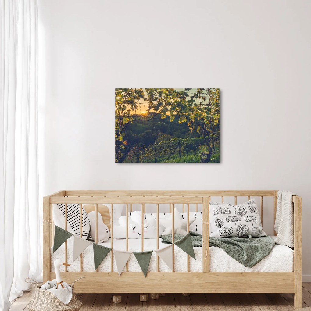 Obraz - Vinice (70x50 cm)