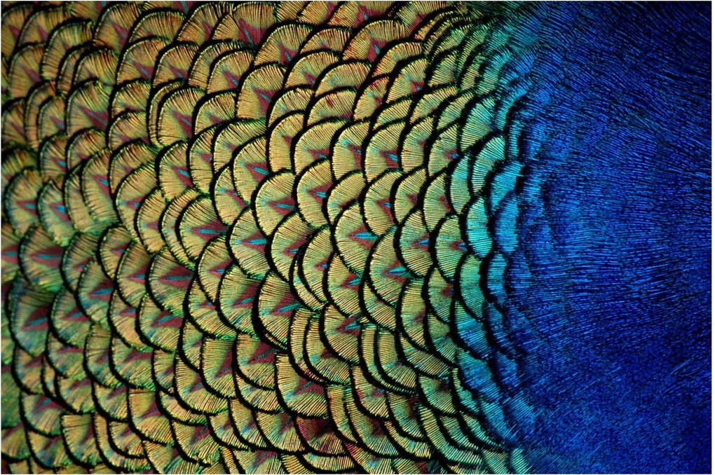 Obraz - Pávie perie (90x60 cm)