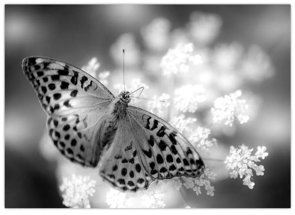 Sklenený obraz - Detail motýľa opeľujúceho kvet (70x50 cm)