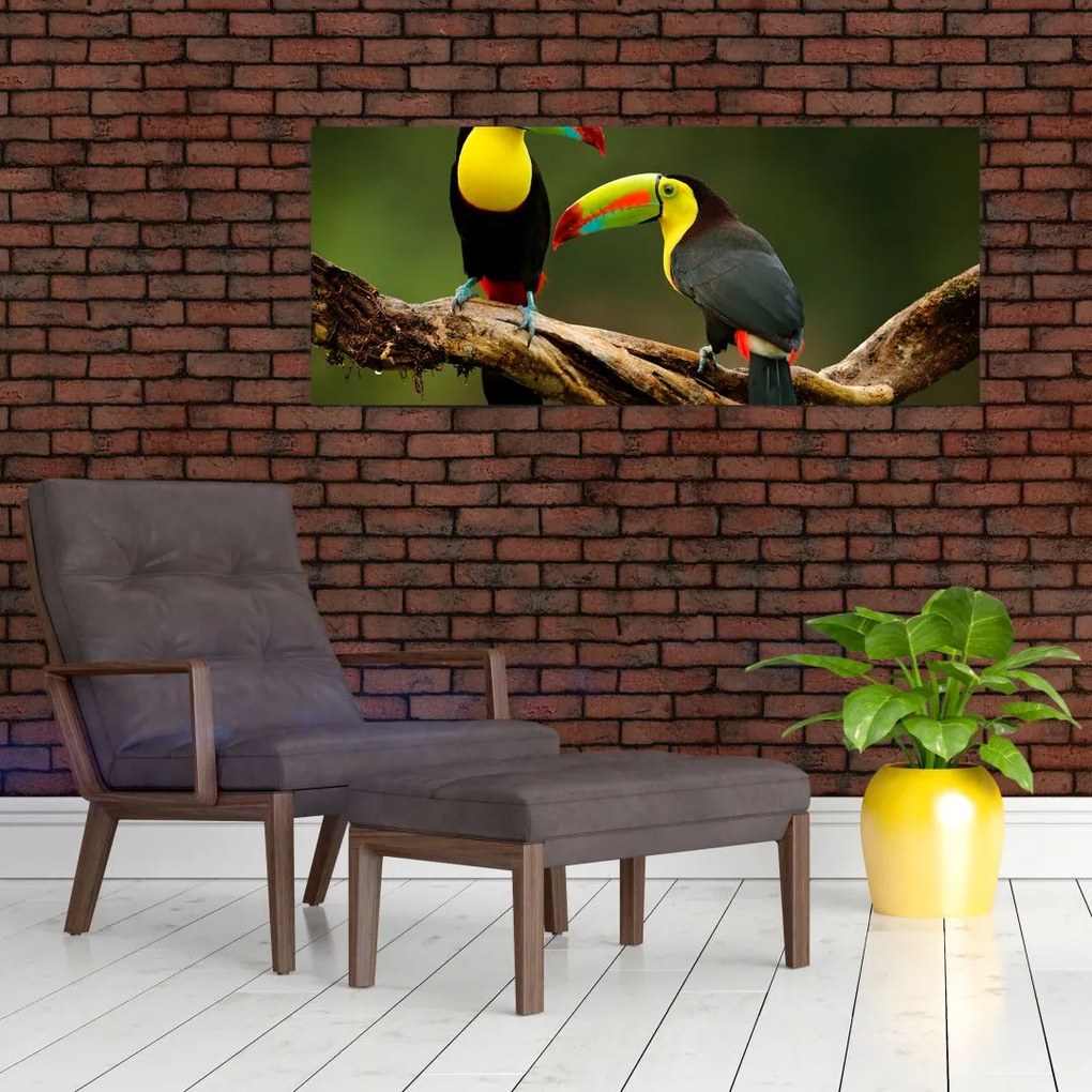Obraz sediacich tukanov, Costa Rica (120x50 cm)