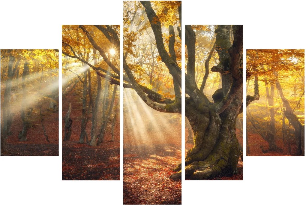 Obraz - Jesenný svit (150x105 cm)