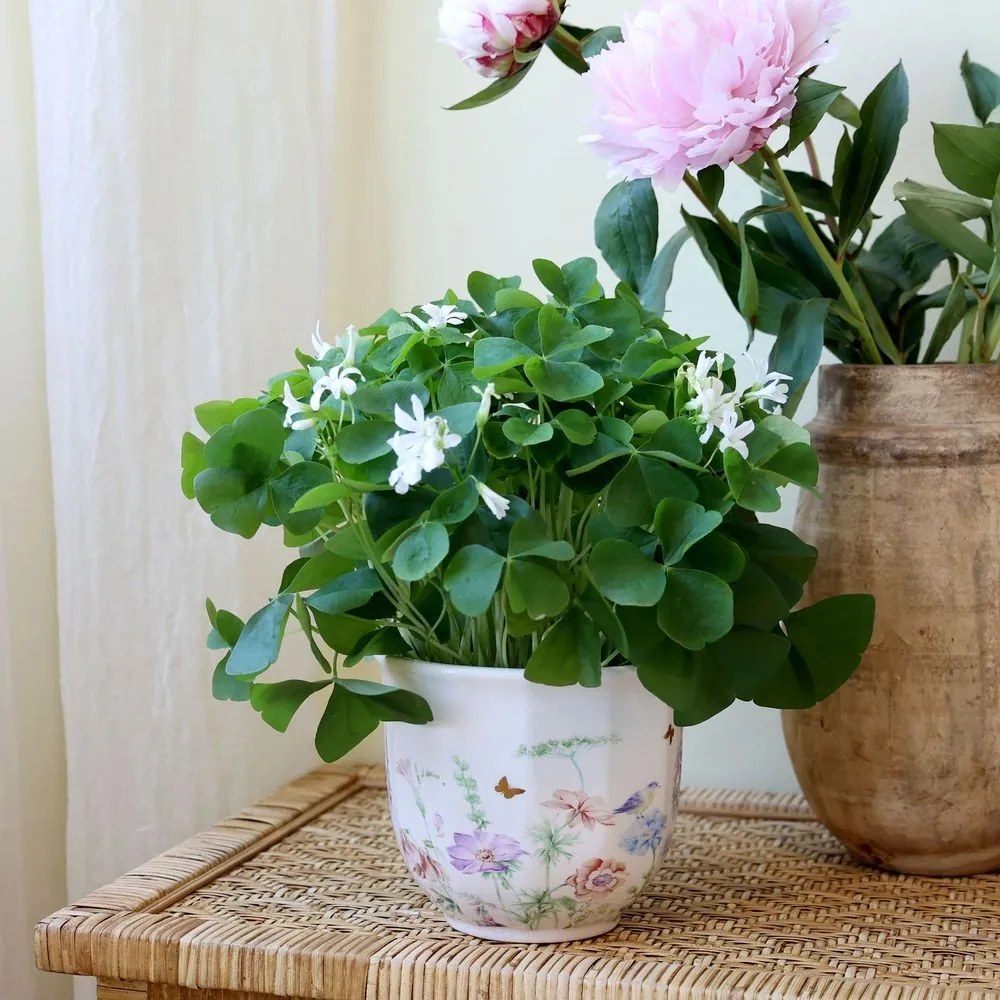 Krémový antik keramický kvetináč s kvetmi Papillon Blossom - Ø 14*12 cm