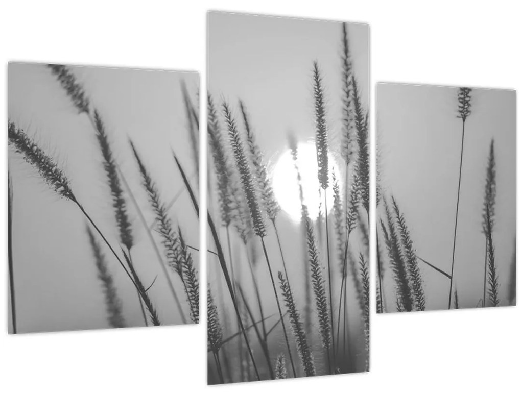 Obraz - Lúka pri západe slnka (90x60 cm)