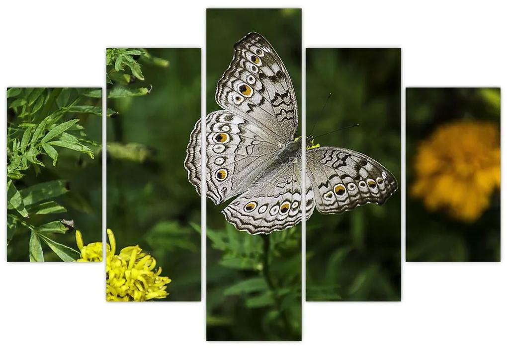 Obraz - biely motýľ (150x105 cm)