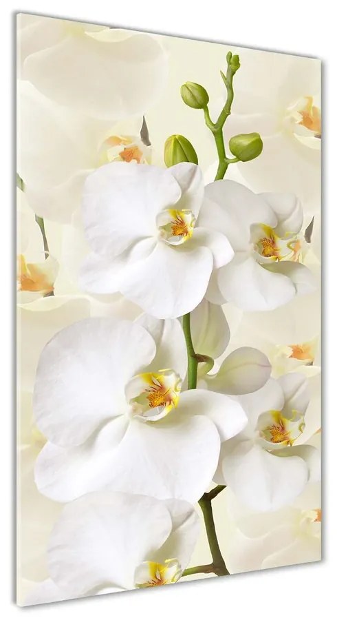 Foto obraz akryl do obývačky Biela orchidea pl-oa-70x140-f-123330197
