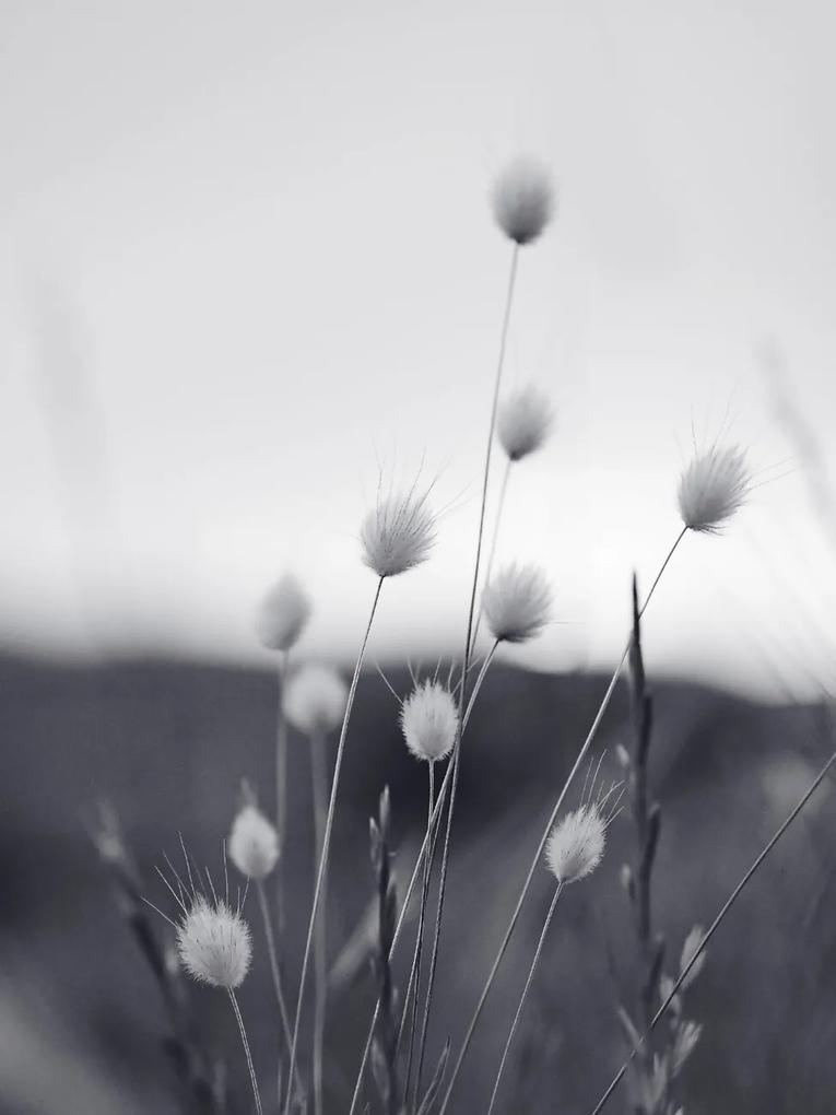 Umelecká fotografie Field Grass, Sisi & Seb, (30 x 40 cm)