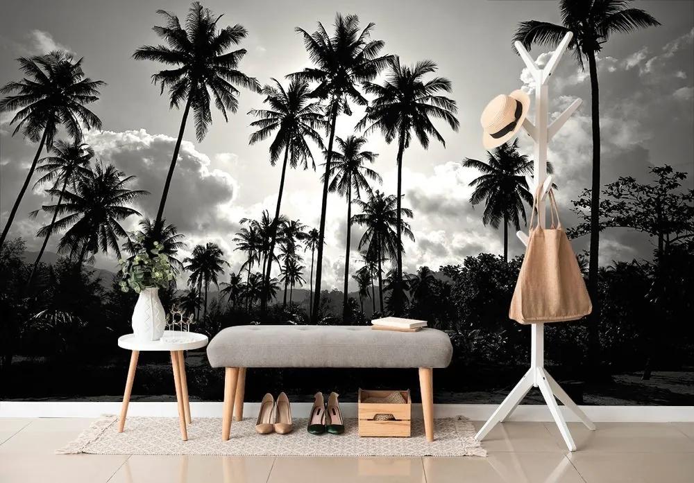 Samolepiaca tapeta kokosové palmy na pláži v čiernobielom - 225x270