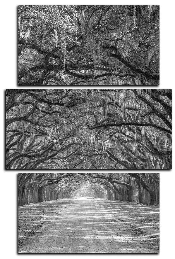 Obraz na plátne - Historické dubové stromy lemované poľnou cestou - obdĺžnik 7239QC (105x70 cm)
