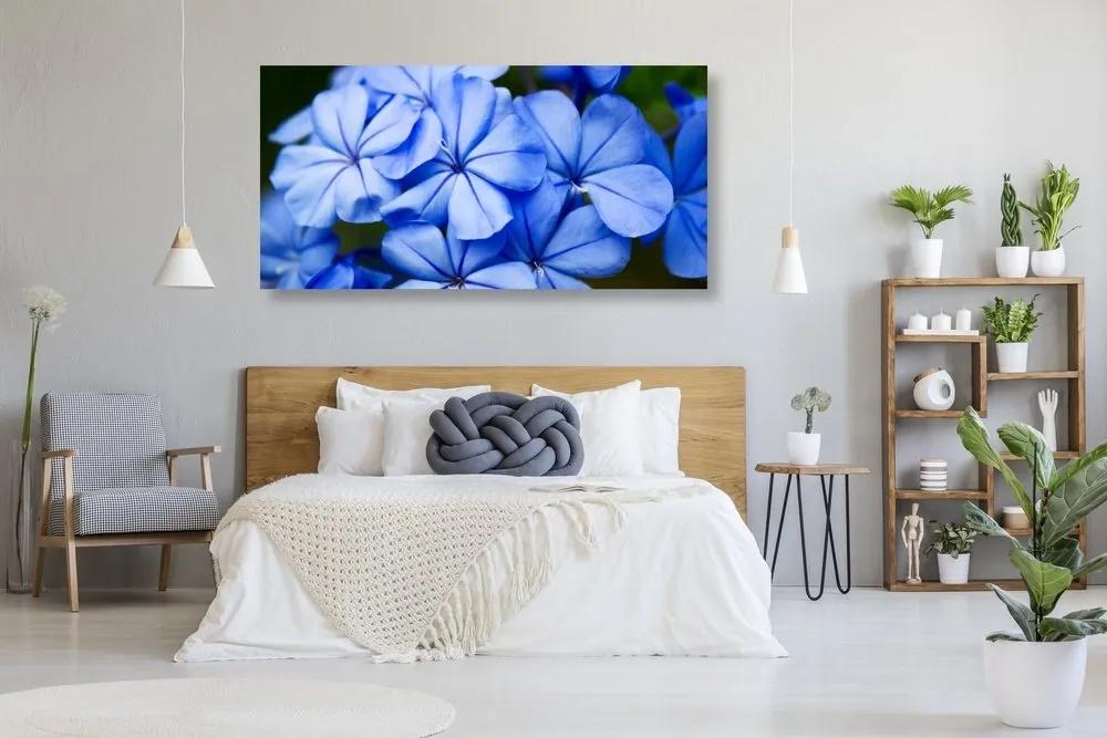 Obraz malebné modré kvety - 120x60