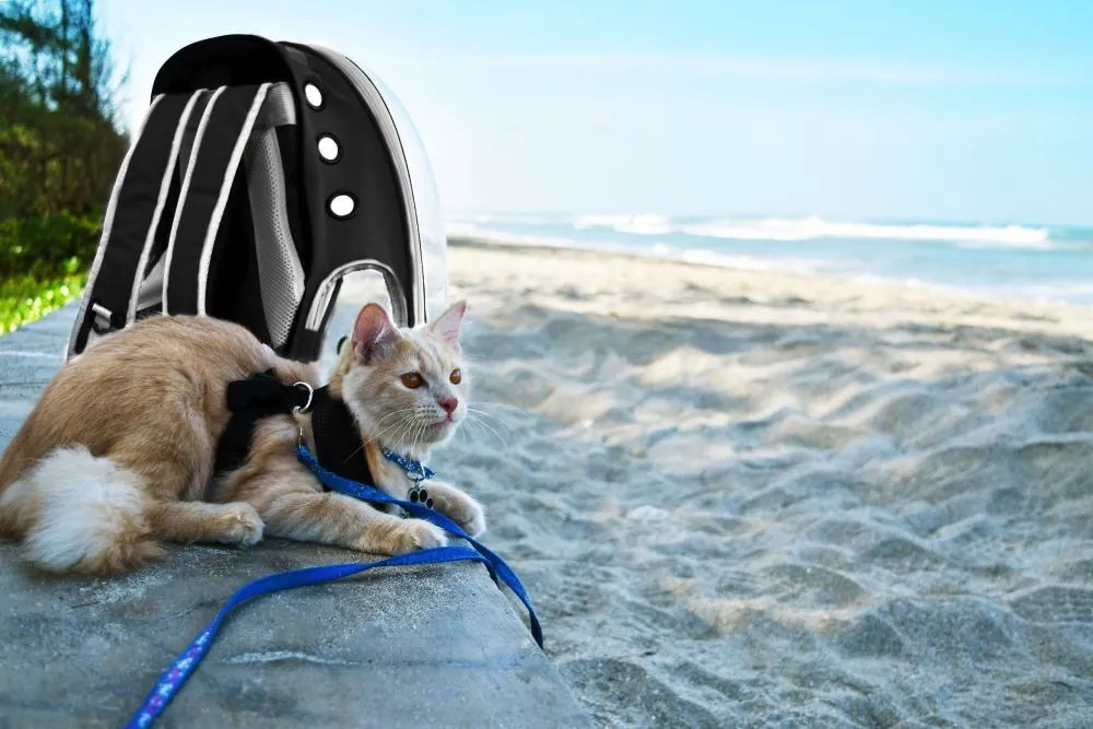 Transportný batoh so sklom pre mačku alebo psa - čierny