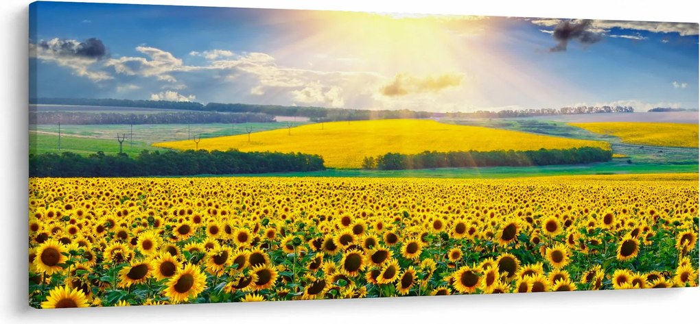 Obraz - Pole slnečníc (120x50 cm)
