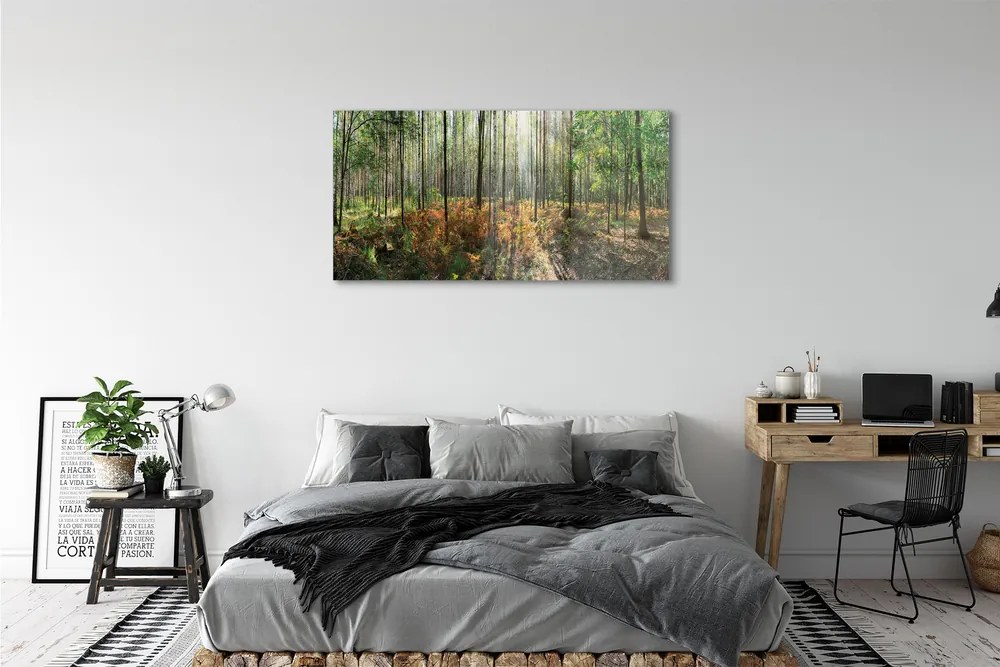 Obraz plexi Les breza 125x50 cm