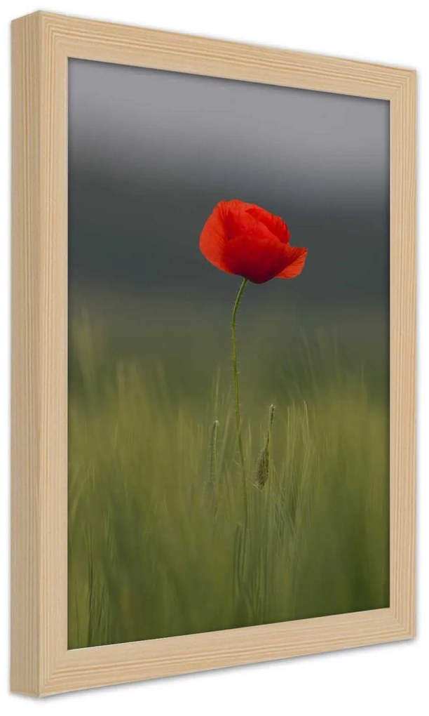 Gario Plagát Mak na poli Farba rámu: Bez rámu, Rozmery: 40 x 60 cm