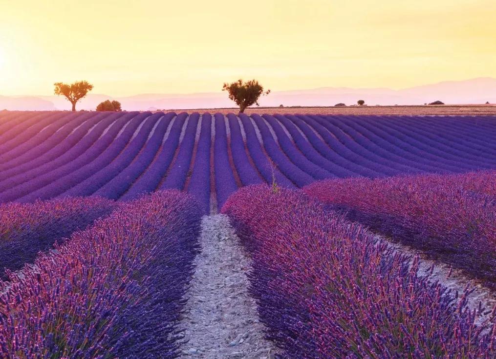 Manufakturer -  Tapeta Evening lavender field