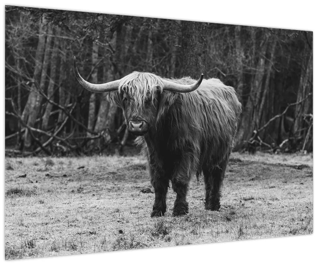Obraz - Škótska krava (90x60 cm)