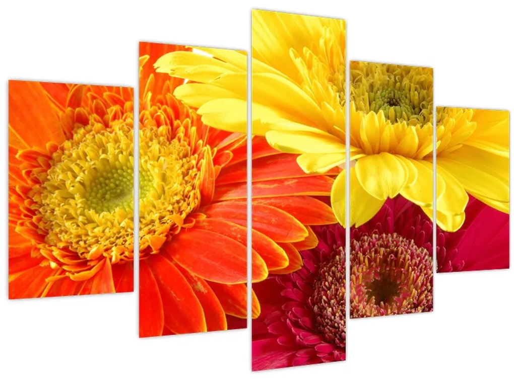 Obraz - Kvety Gerbery (150x105 cm)