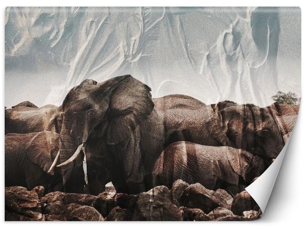 Gario Fototapeta Slony v stáde Materiál: Vliesová, Rozmery: 200 x 140 cm