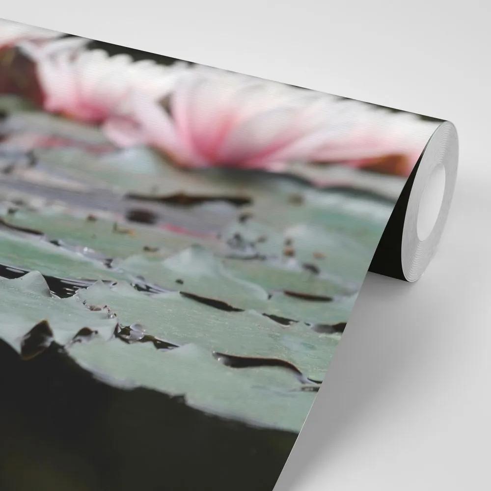 Samolepiaca fototapeta lotosový kvet - 450x300