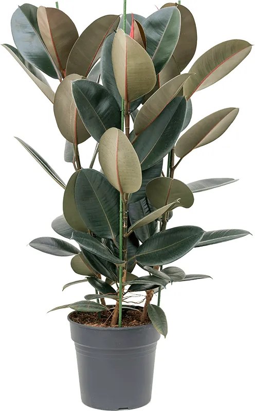 Ficus elastica Abidjan 30x120 cm