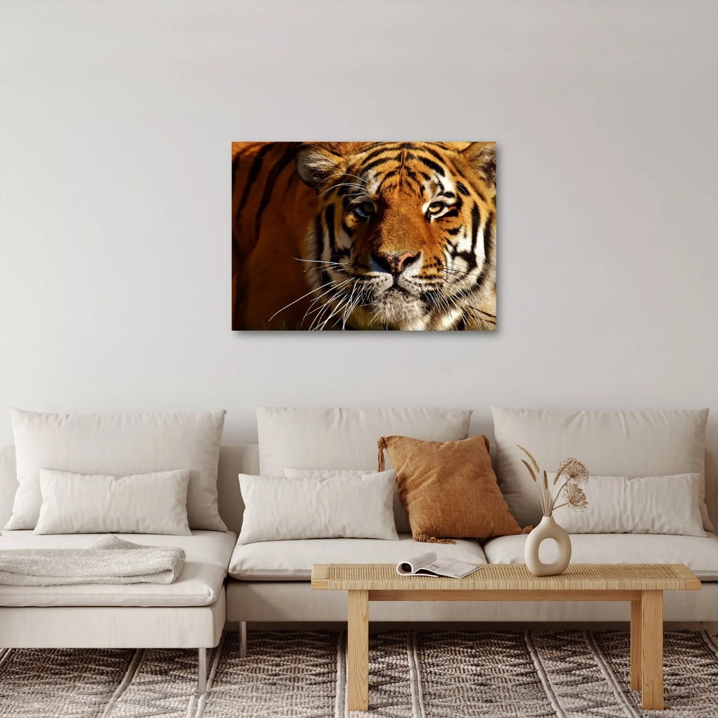 Obraz tigra (70x50 cm)