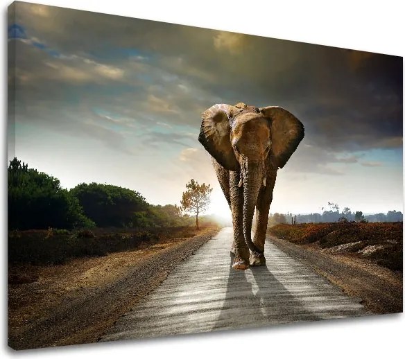 Obraz na stenu ZVIERATÁ_046-11