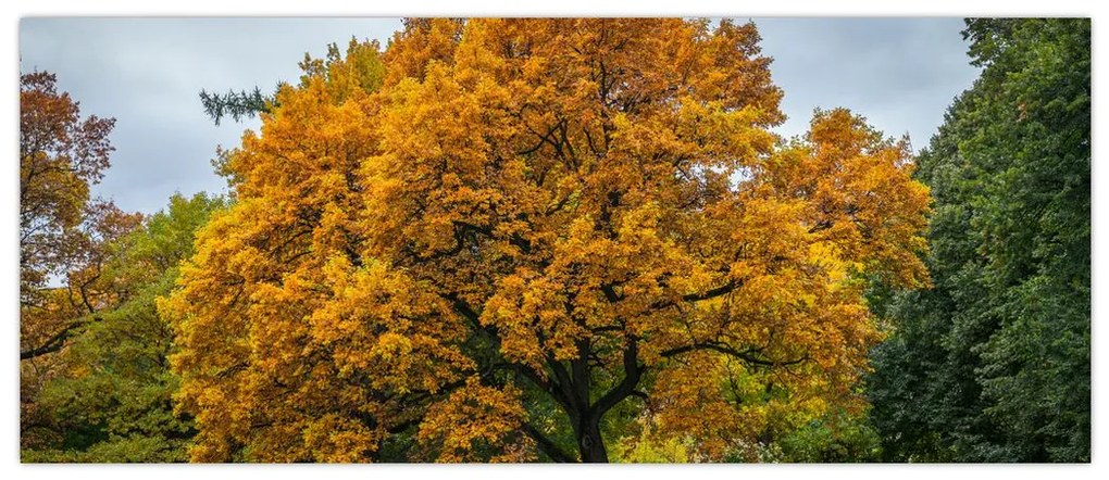 Obraz stromu (120x50 cm)