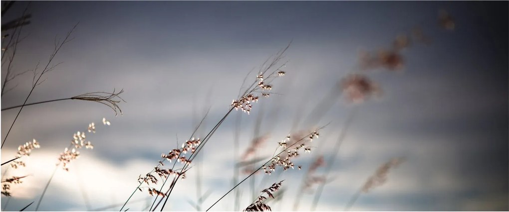 Obraz - Lúčne kvety pri jazere (120x50 cm)