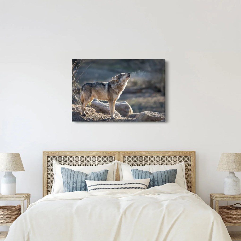 Obraz - Vyjúci vlk (90x60 cm)