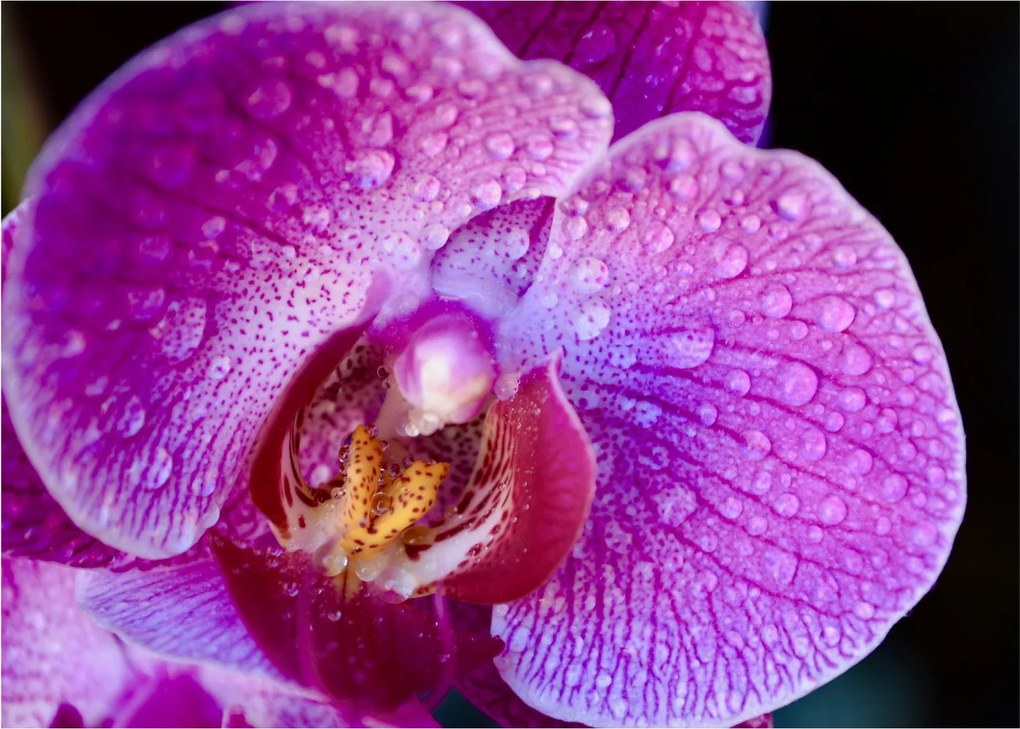 Detailný obraz kvetu orchidey (70x50 cm)