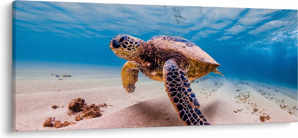 Obraz korytnačky v oceáne (120x50 cm)
