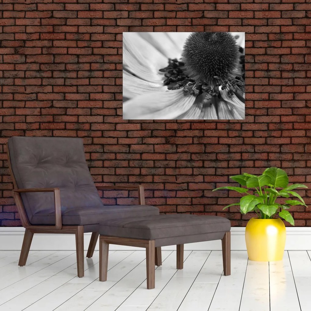 Obraz - Kvetina v čiernobielej (70x50 cm)
