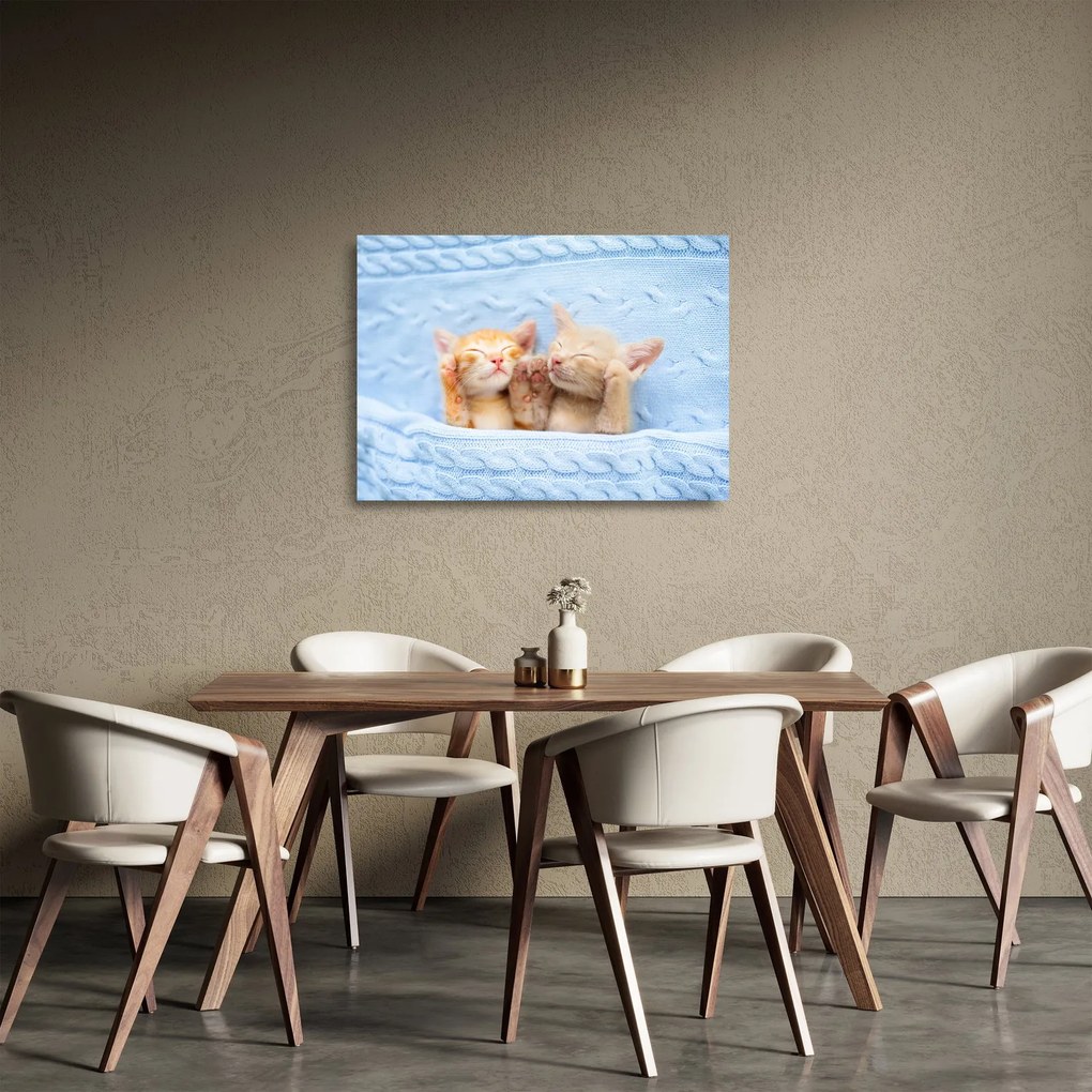 Sklenený obraz - Spiace mačiatka (70x50 cm)